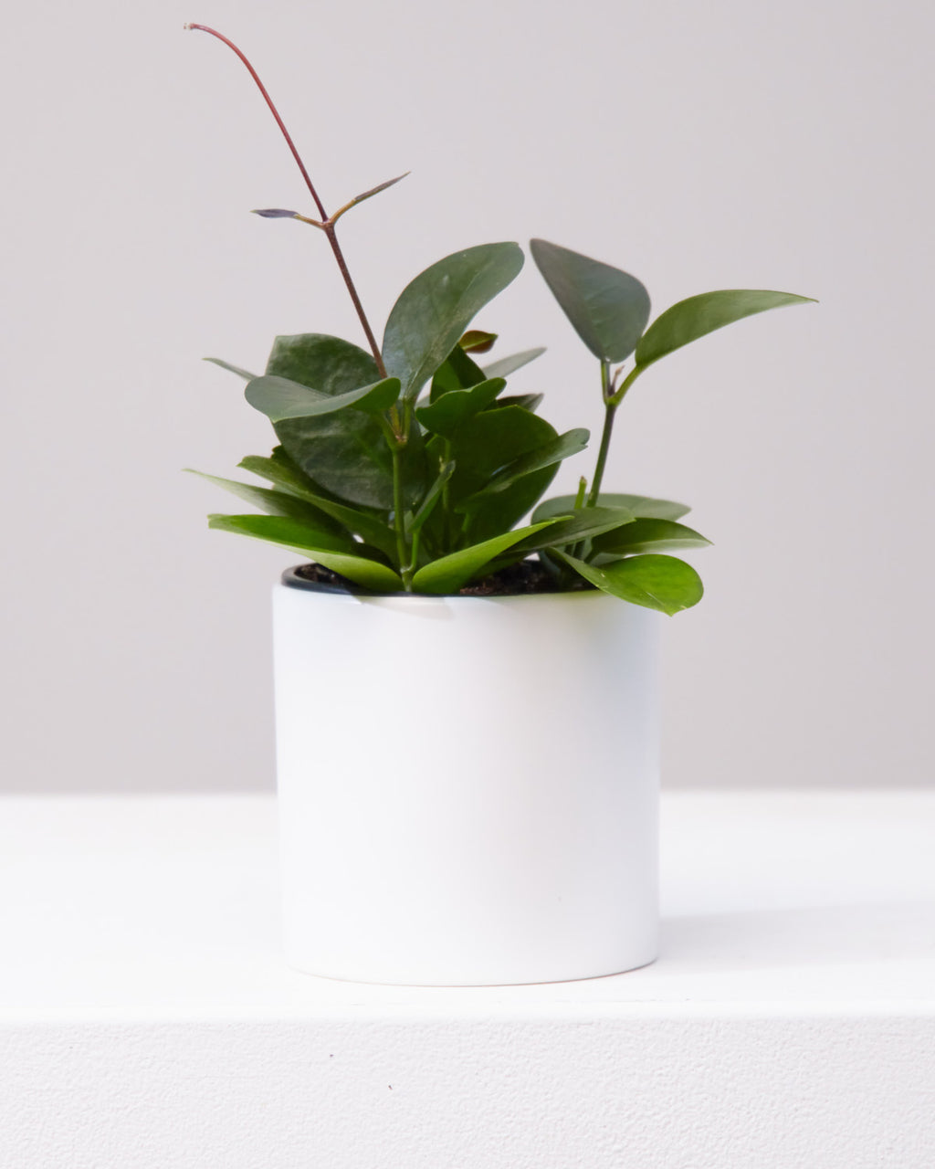 Wax Vine: Hoya australis - 4 inch pot