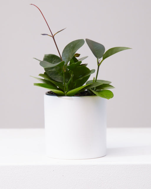 Wax Vine: Hoya australis - 4 inch pot