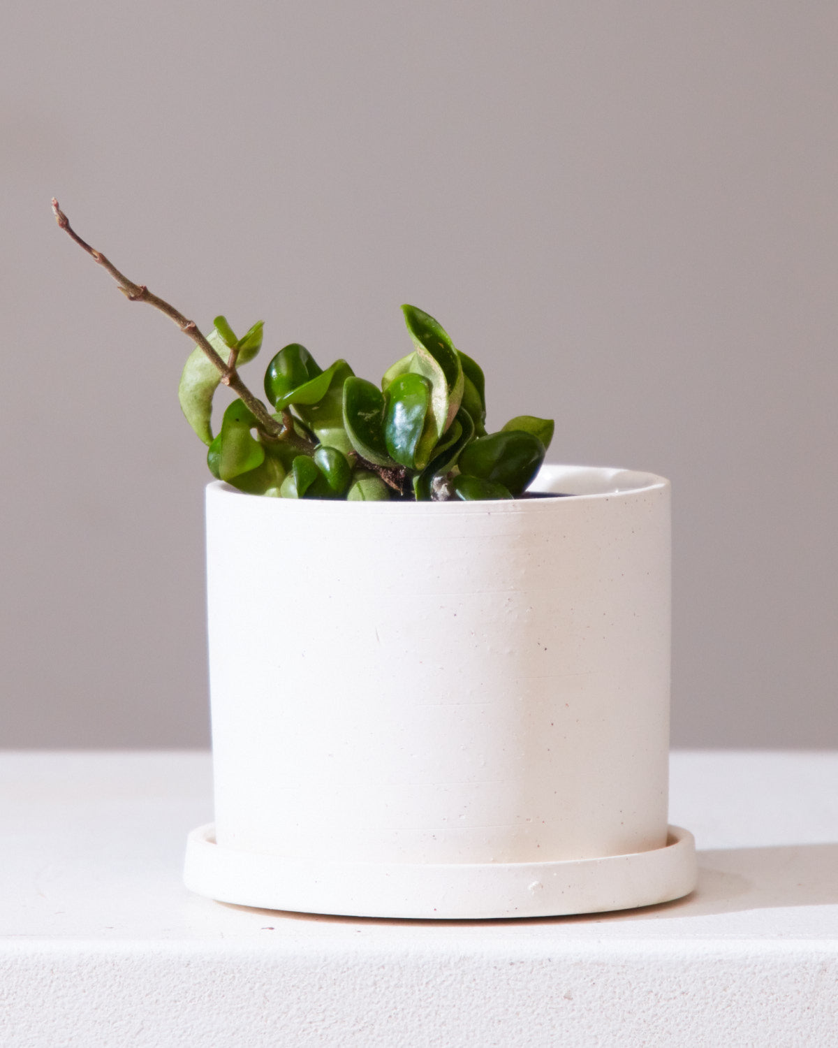 Easton Planter with Drainage and Tray | 5 inch Diameter