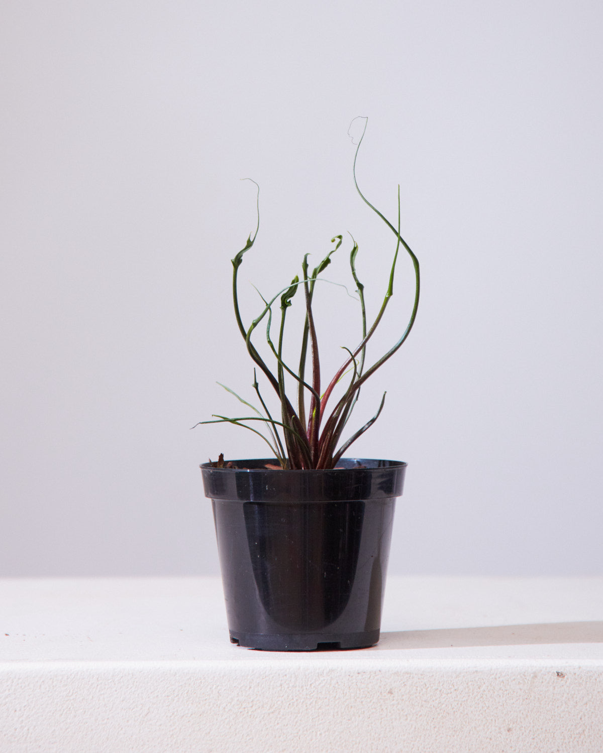 ALOCASIA 'FLYING SQUID' 4" Grower Pot
