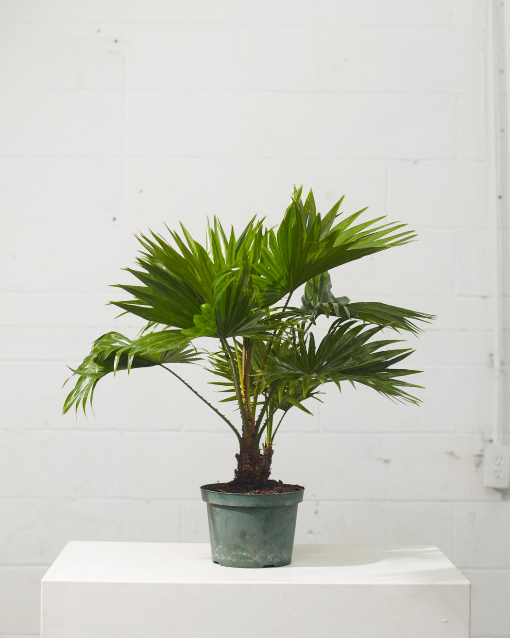 CHINESE FAN PALM 8" Grower Pot (2.5ft Tall)