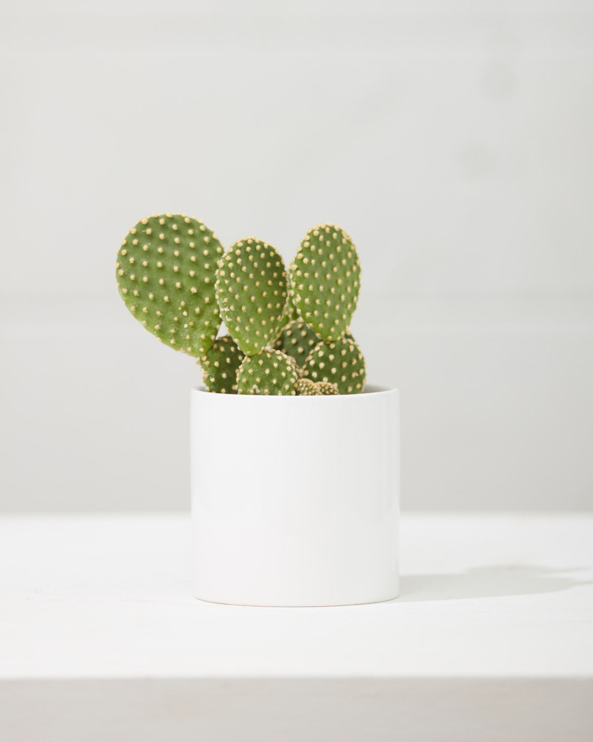 CERCLE PLANTER Gloss White, Small 4.25 Inch