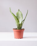 SNAKE PLANT (SANSEVIERIA 'MOONSHINE') 4" Grower Pot