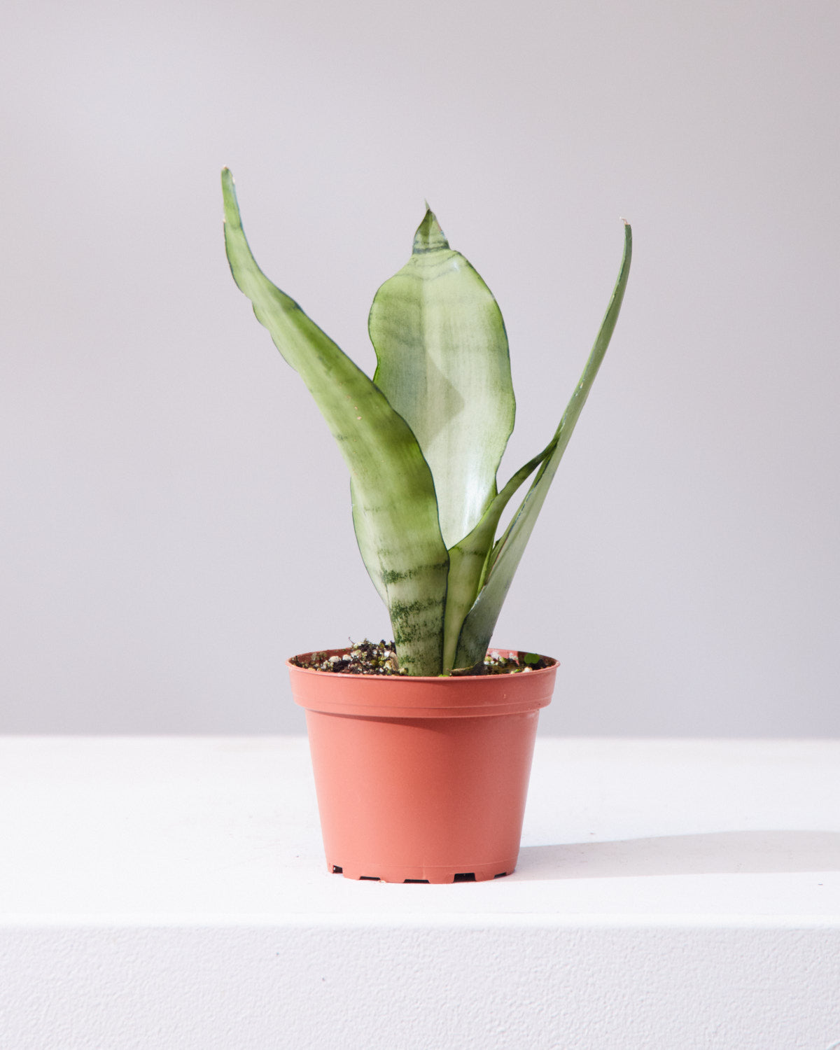SNAKE PLANT (SANSEVIERIA 'MOONSHINE') 4" Grower Pot