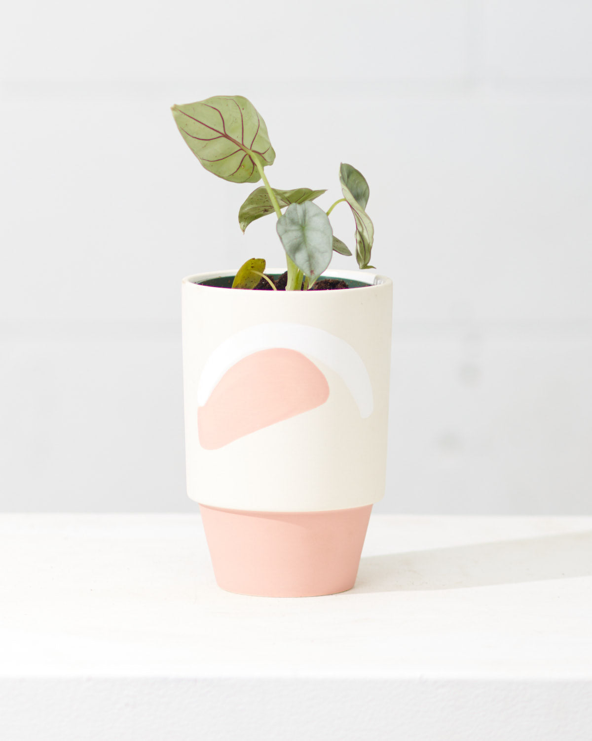 Silver Dragon Elephant Ear: Alocasia baginda - 4 inch pot