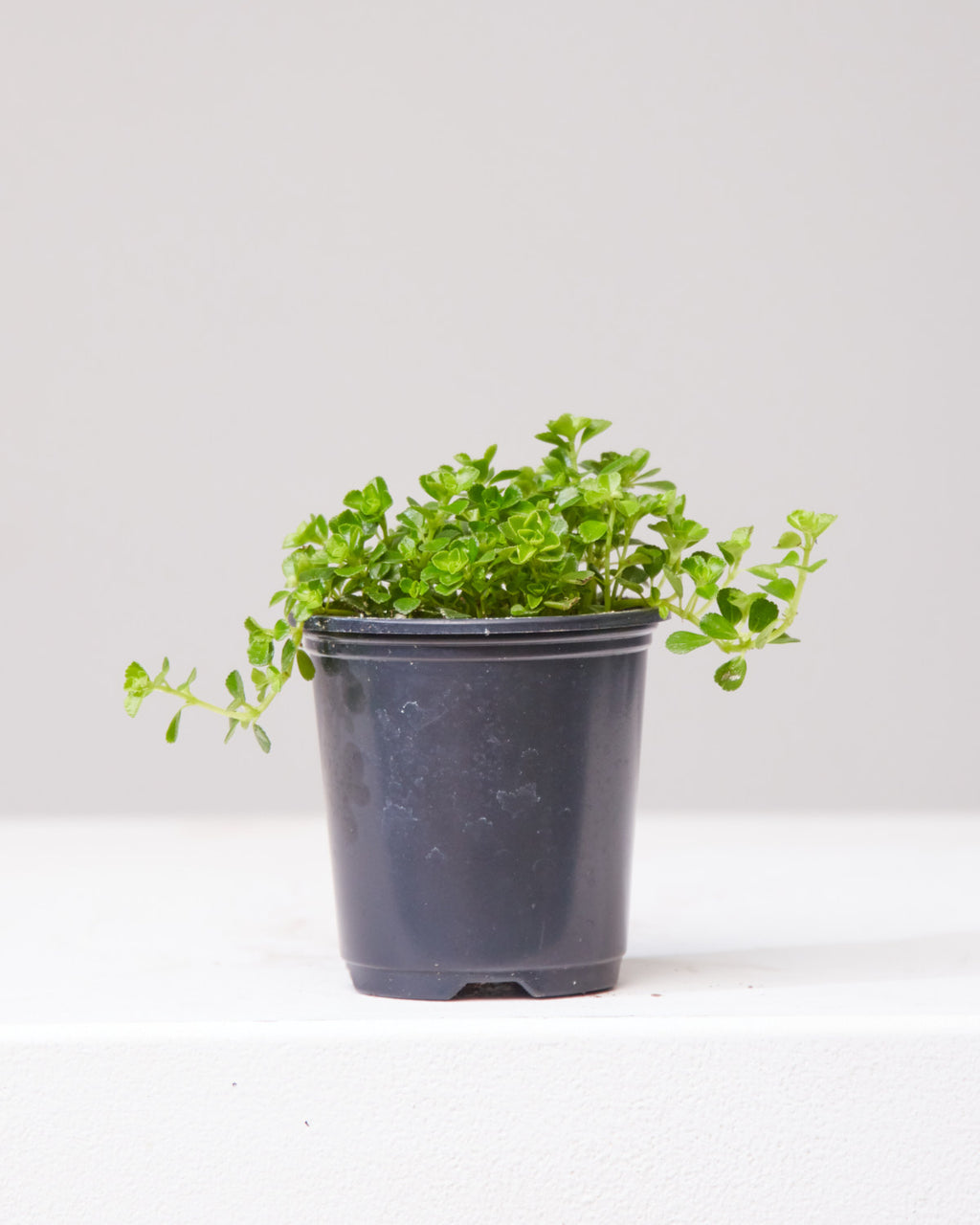 Baby Tears: Pilea depressa - 4 inch pot