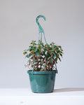 PEPEROMIA RUBELLA 8" HANGING BASKET