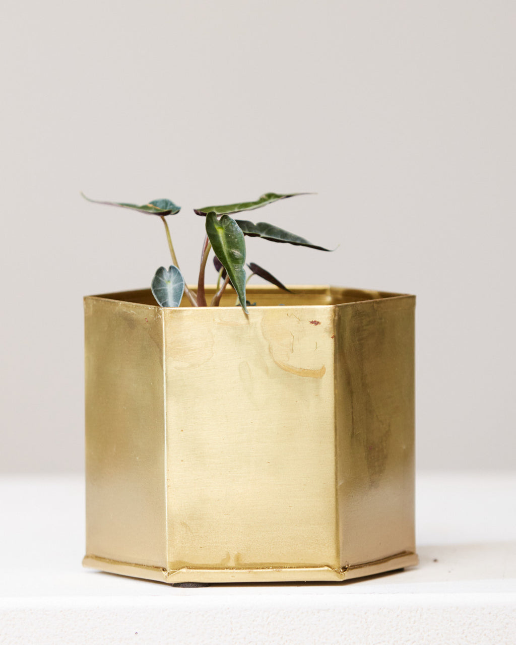 ALOCASIA 'POLLY' BAMBINO 3.5" Grower Pot