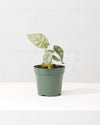 ALOCASIA 'SILVER DRAGON' 4" Grower Pot