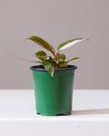 Pink Princess: Philodendron erubescens - 4 inch pot