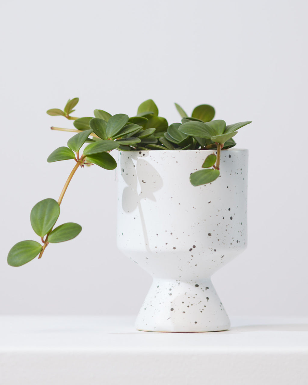 Peperomia Hope: Peperomia perciliata - 4 inch pot