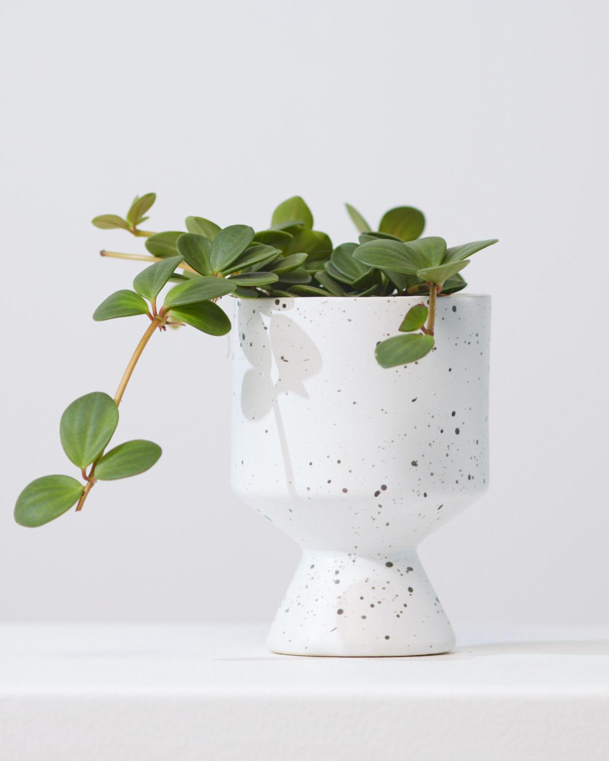 Peperomia Hope: Peperomia perciliata - 4 inch pot
