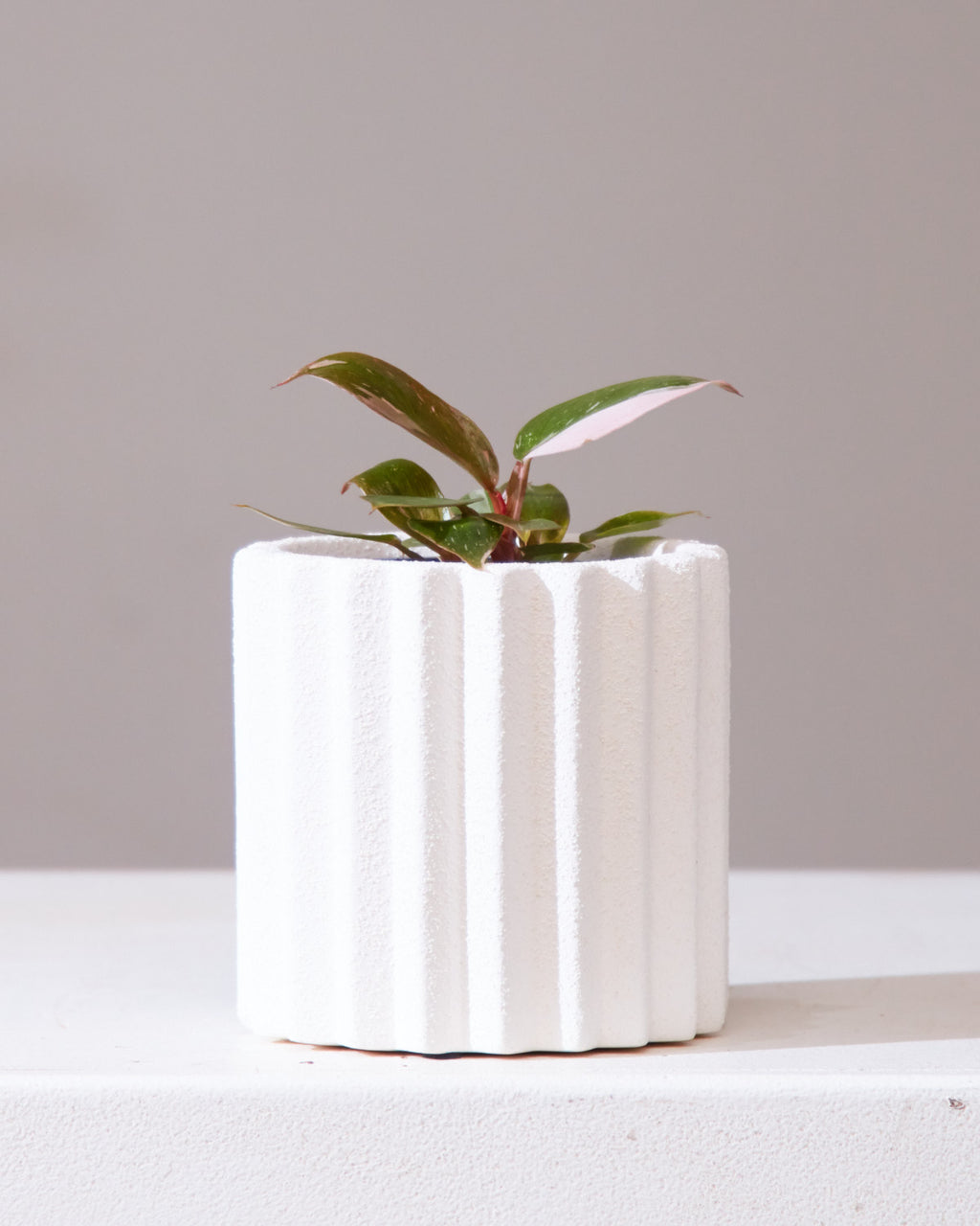 Pink Princess: Philodendron erubescens - 4 inch pot