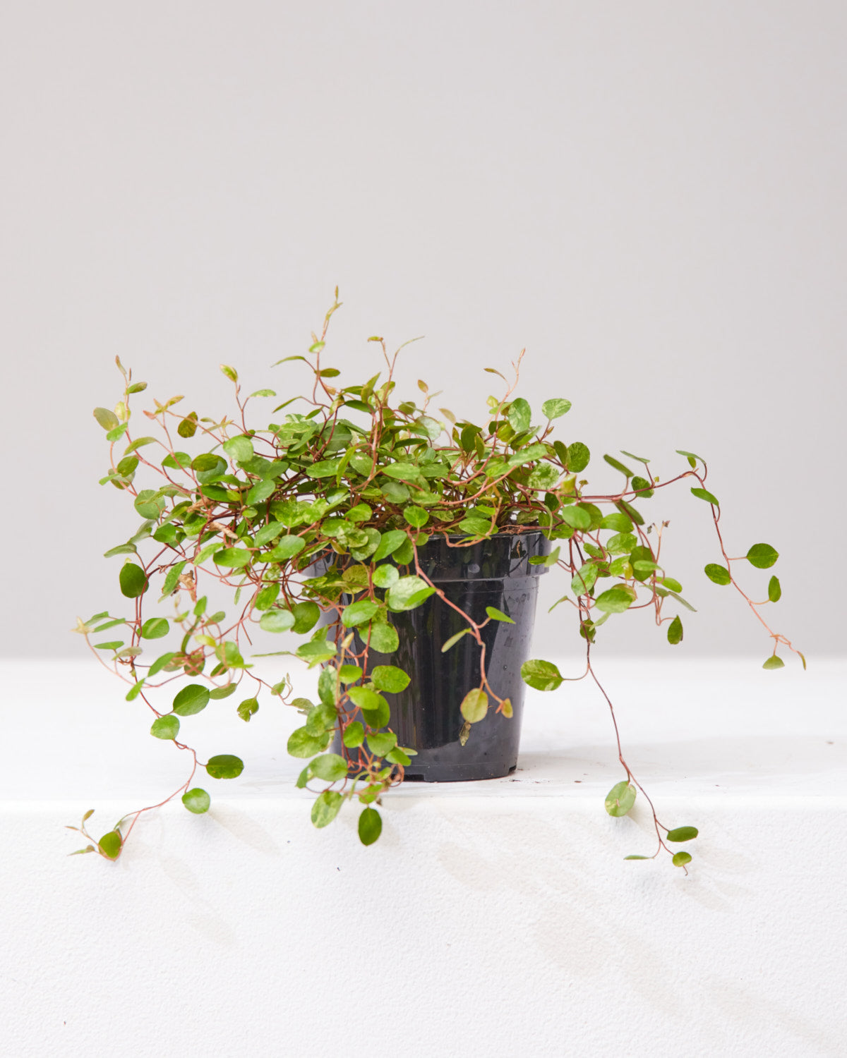 MUEHLENBACKIA 'WIRE VINE' 3.5" Grower Pot