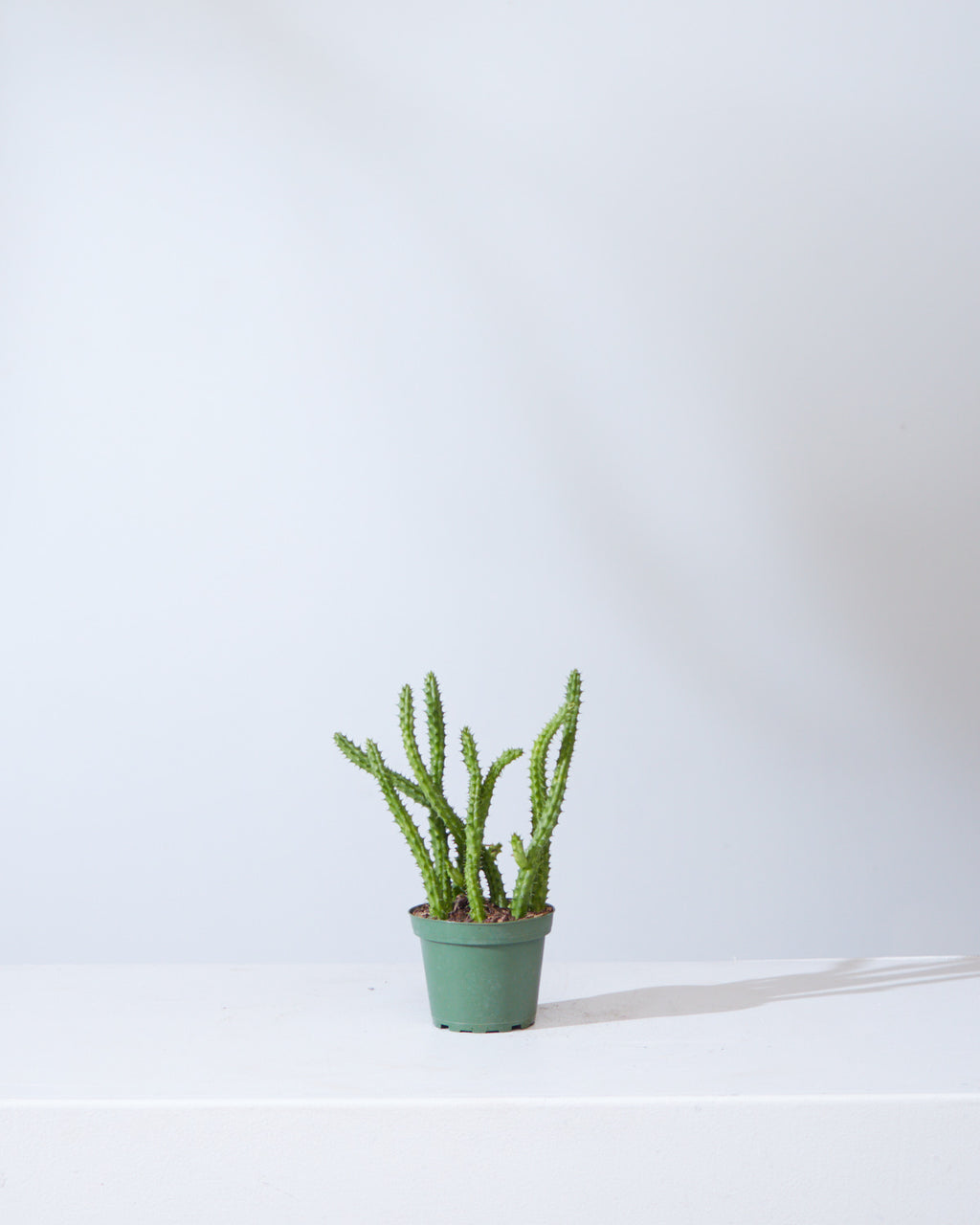 STAPELIA 4" Grower Pot