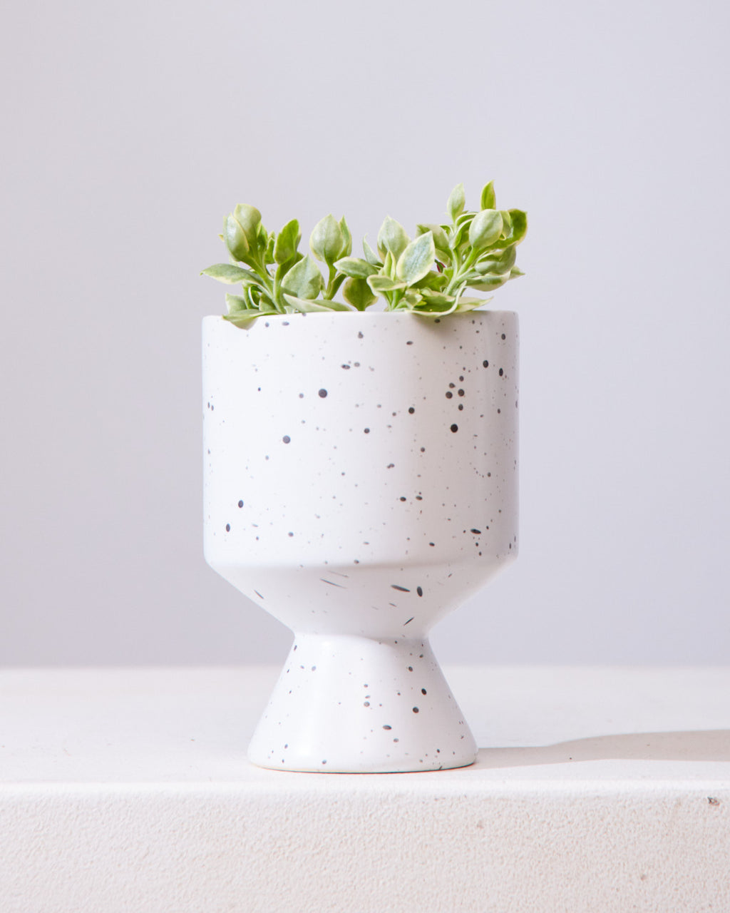 Variegated Cat's Tongue: Aptenia Cordifolia - 4 inch pot