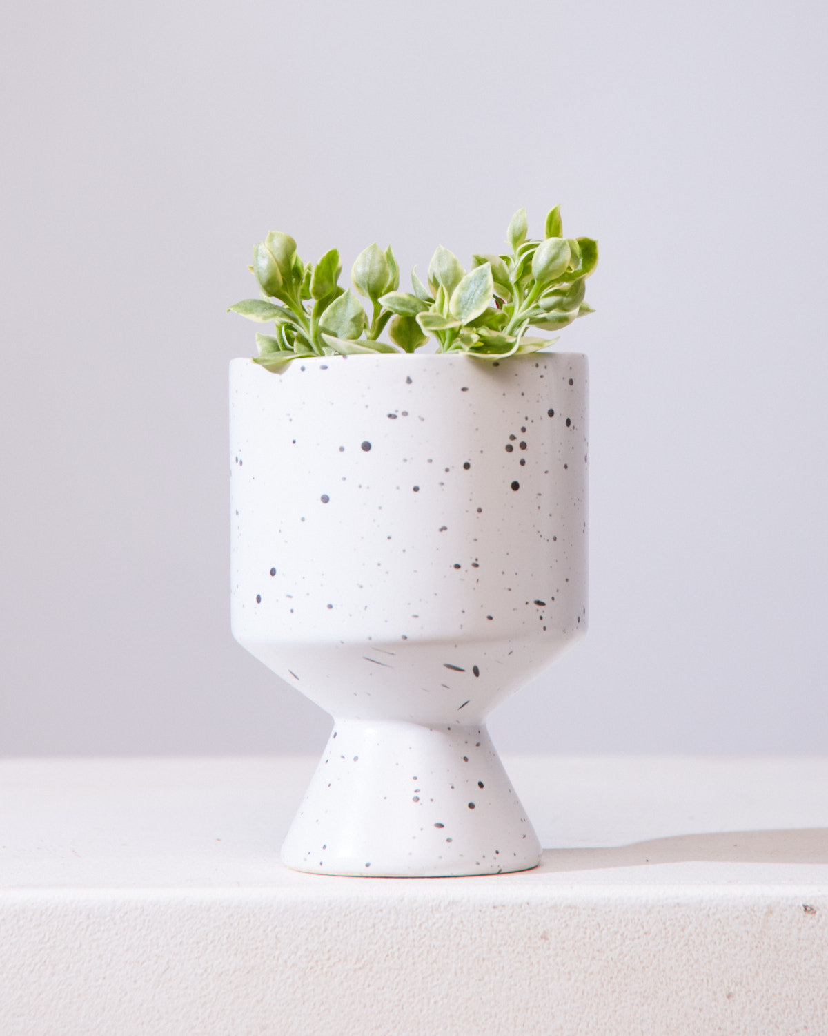 Variegated Cat's Tongue: Aptenia Cordifolia - 4 inch pot