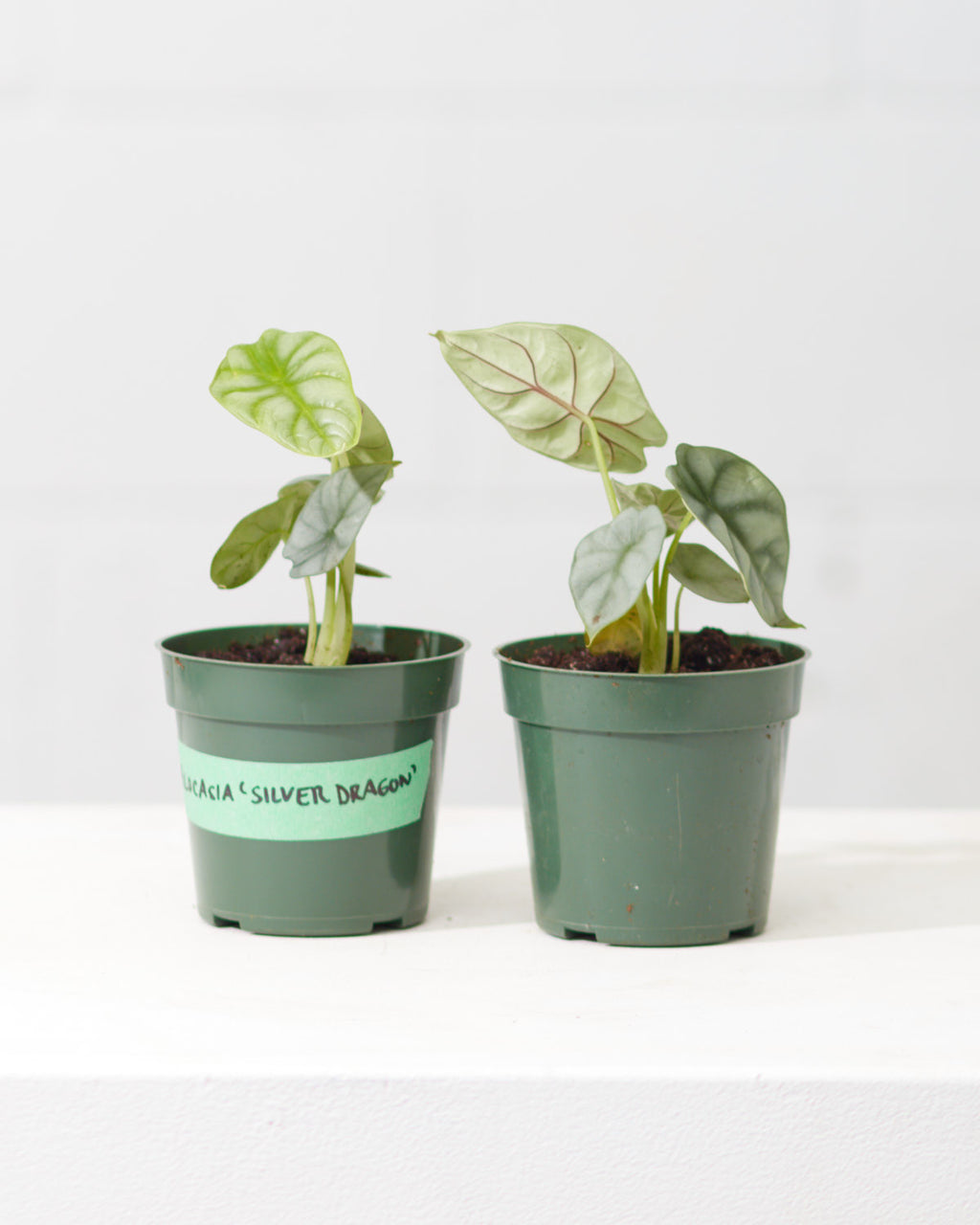 Silver Dragon Elephant Ear: Alocasia baginda - 4 inch pot