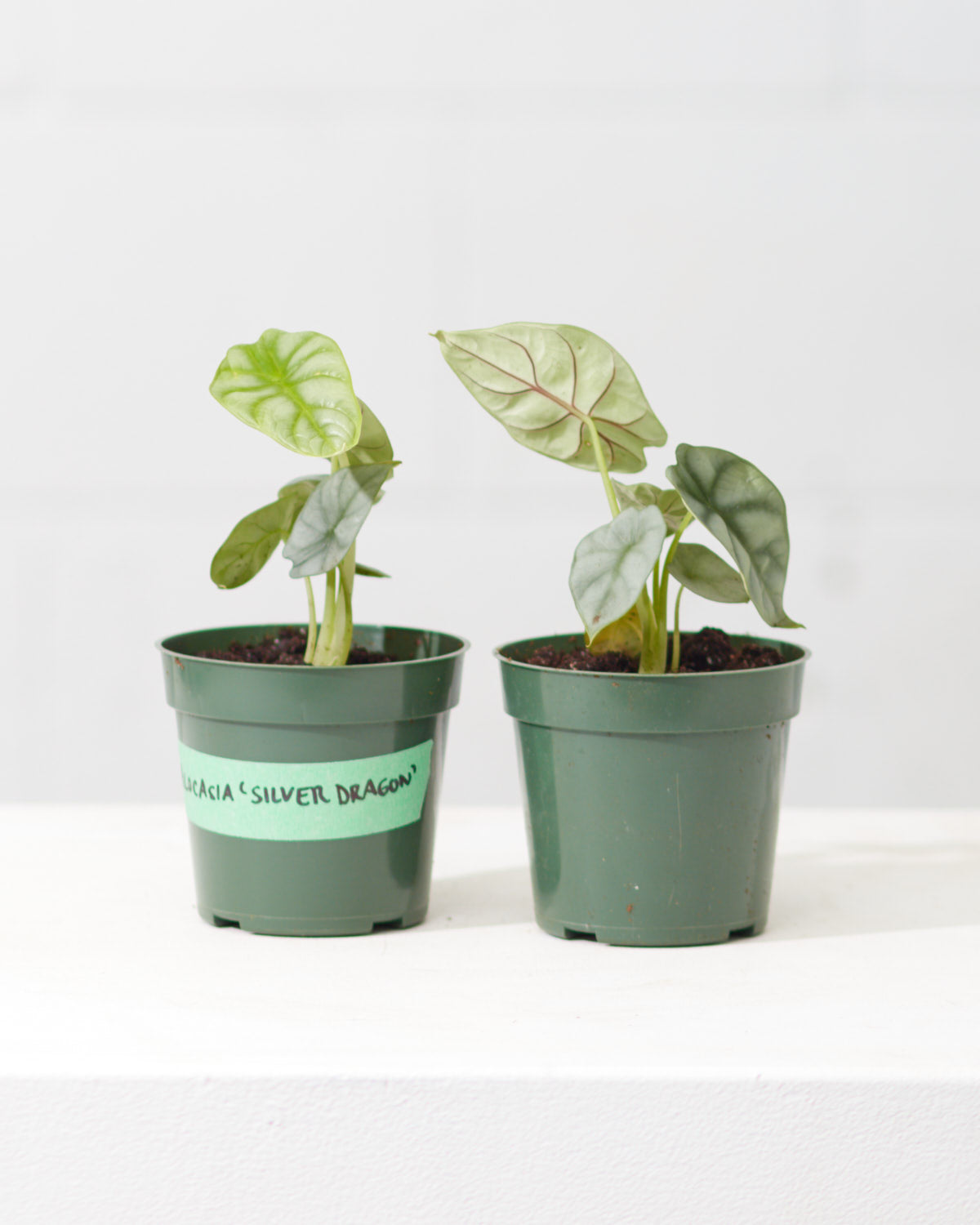 Silver Dragon Elephant Ear: Alocasia baginda - 4 inch pot