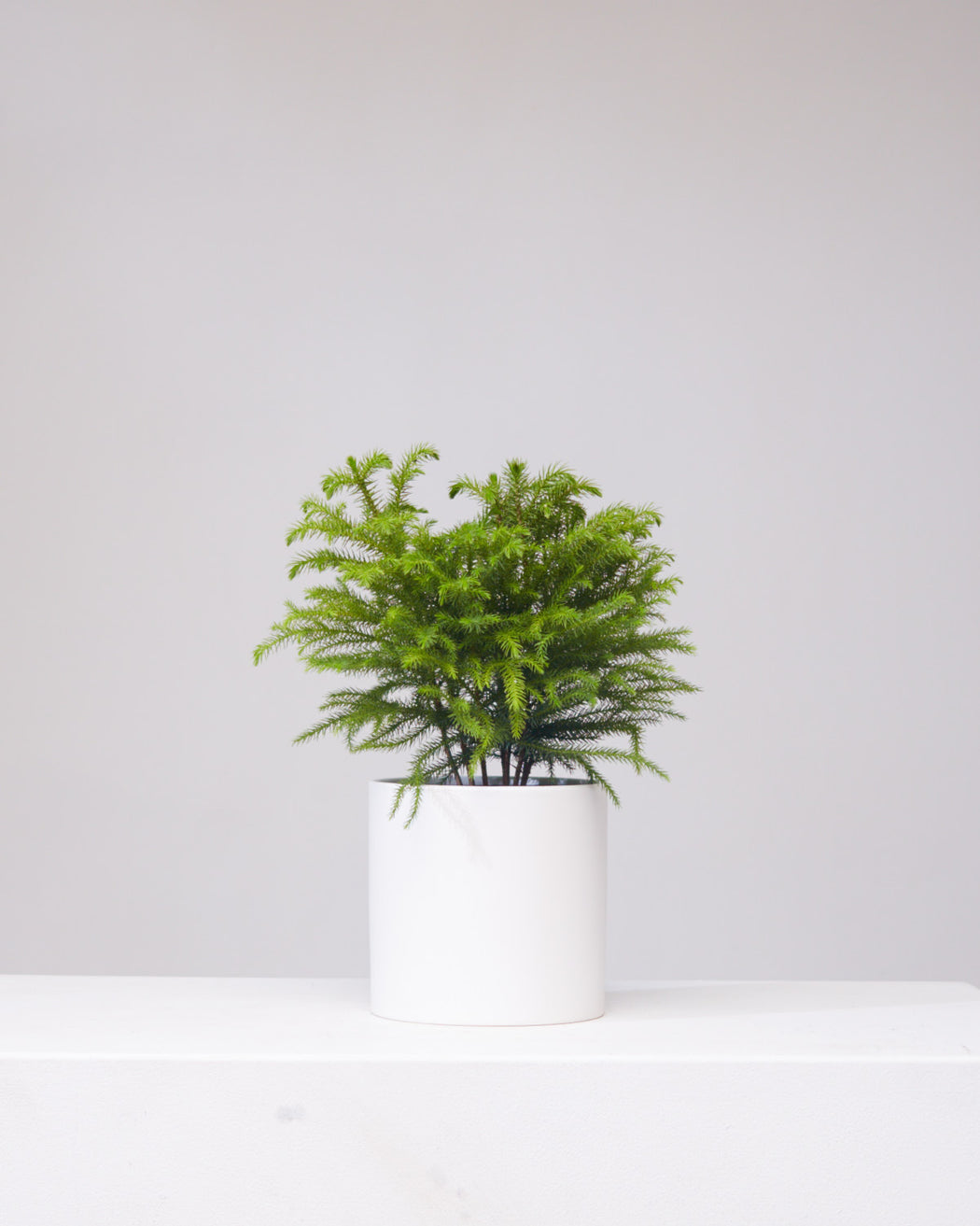 NORFOLK ISLAND PINE 6" Grower Pot