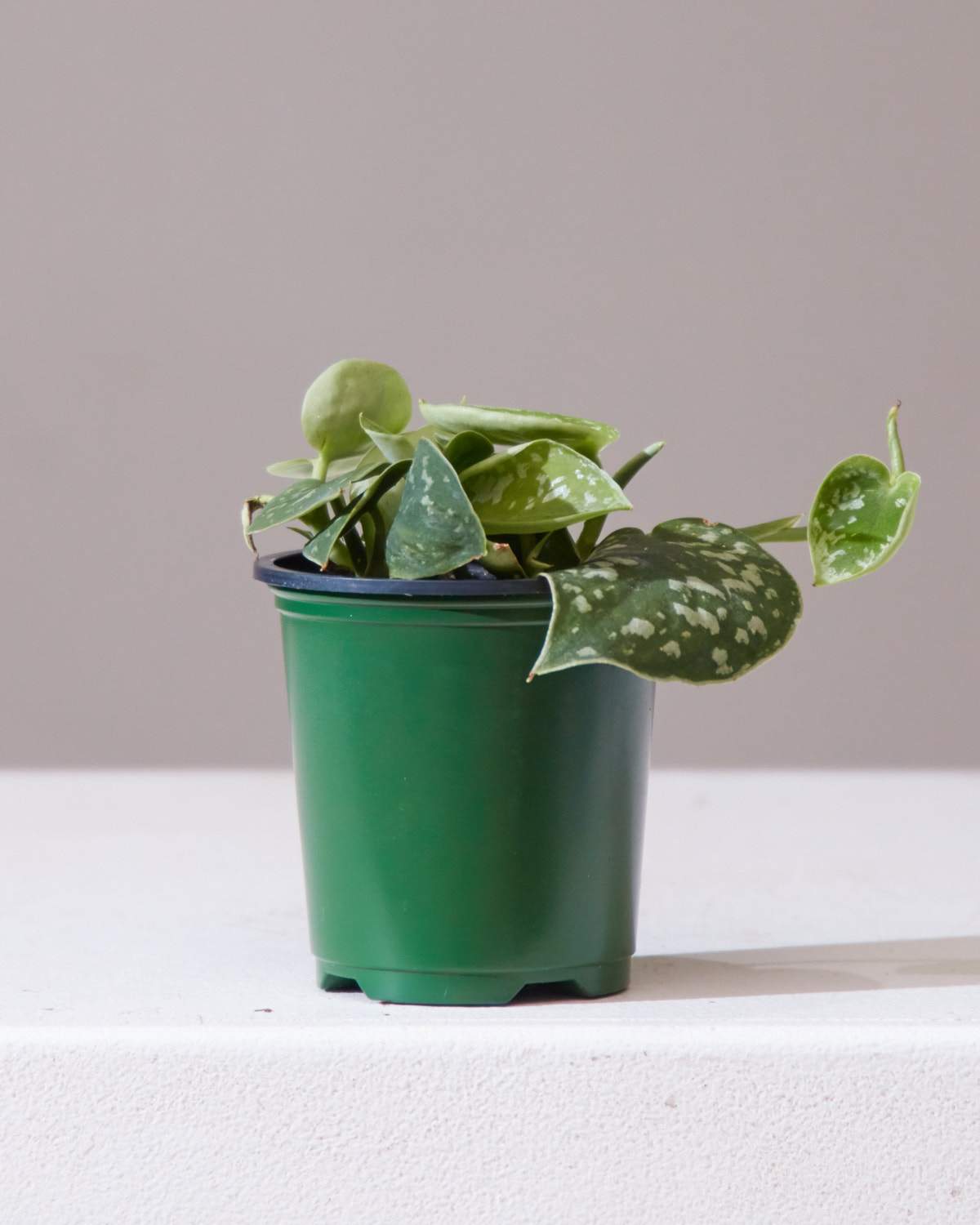 SCINDAPSUS 'ARGYAEUS' 4" Grower Pot