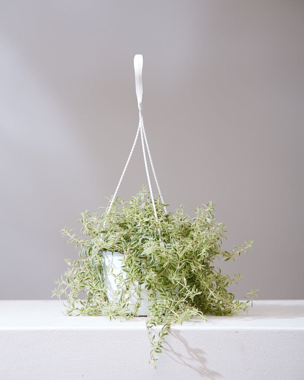 VARIEGATED SEDUM 6" HANGING BASKET