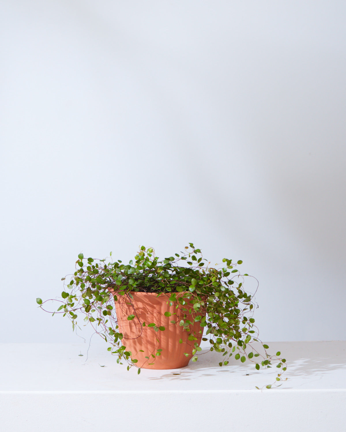 MUEHLENBACKIA 'WIRE VINE' 6" Grower Pot