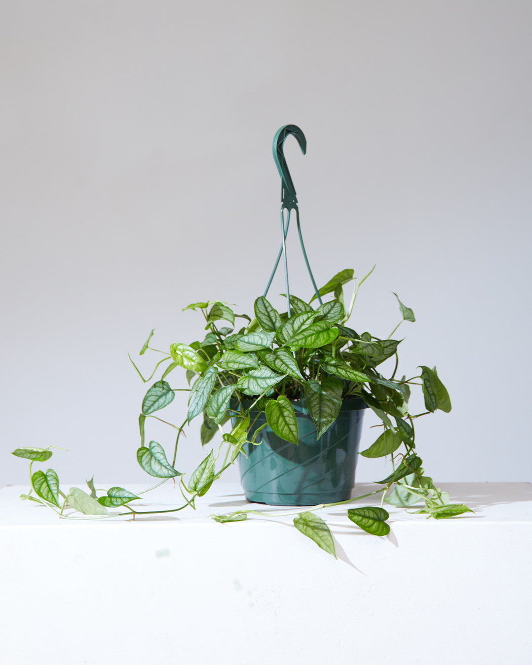 Silver Queen: Monstera siltepecana - 8 inch hanging basket