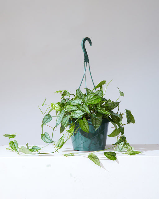 Silver Queen: Monstera siltepecana - 8 inch hanging basket