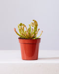 PITCHER PLANT 3.5" Grower Pot