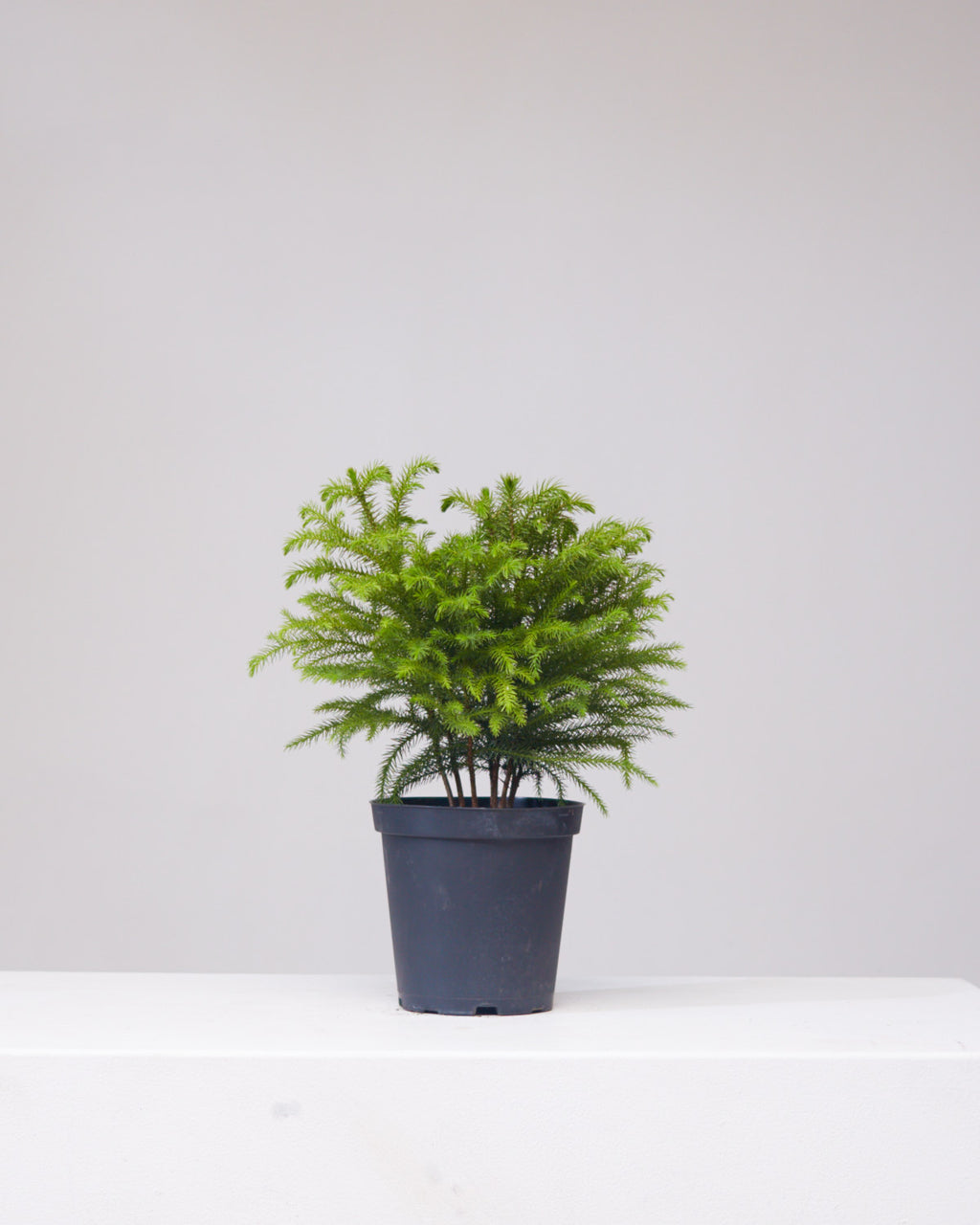 Norfolk Island Pine: Araucaria heterophylla - 6 inch pot