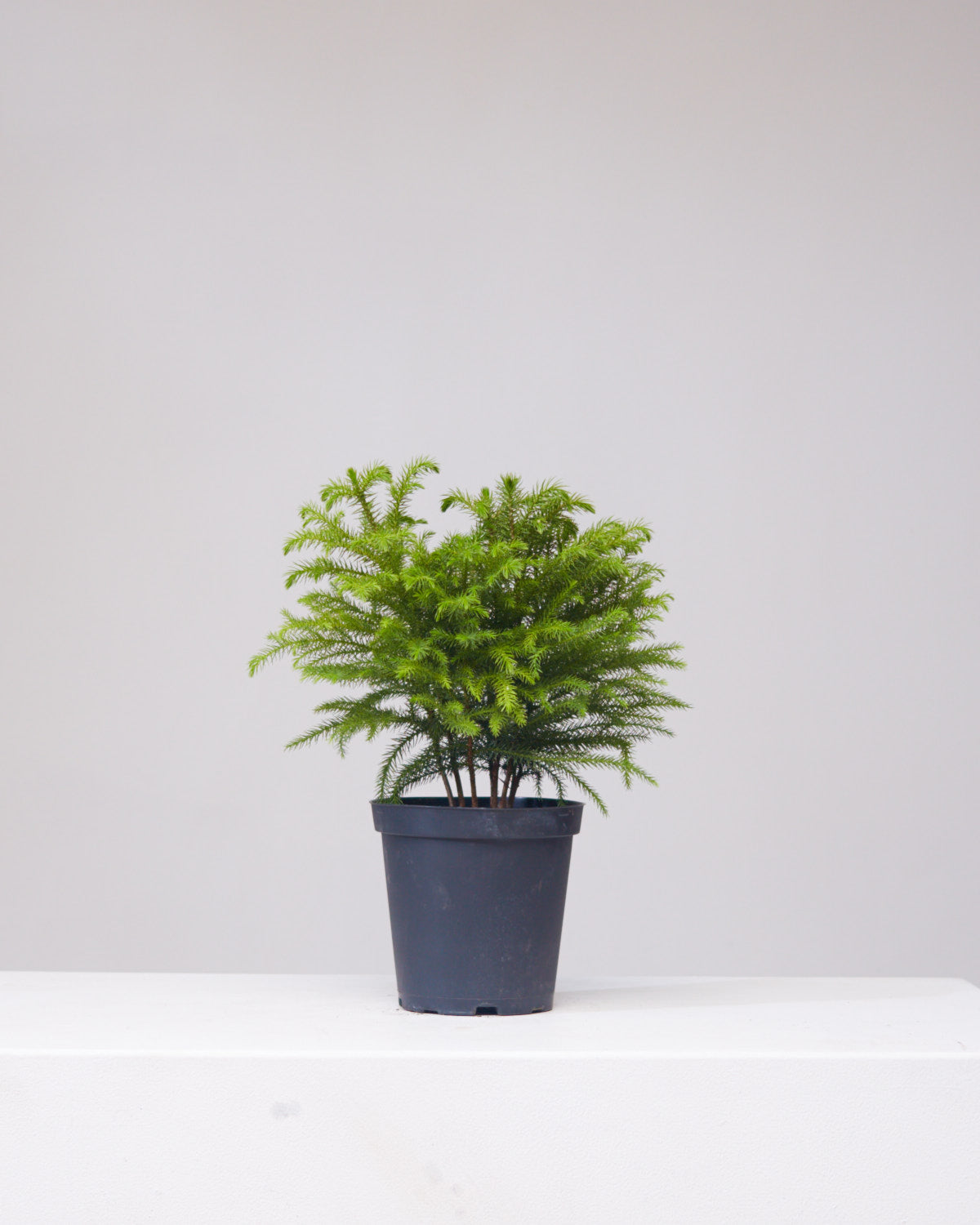 Norfolk Island Pine: Araucaria heterophylla - 6 inch pot