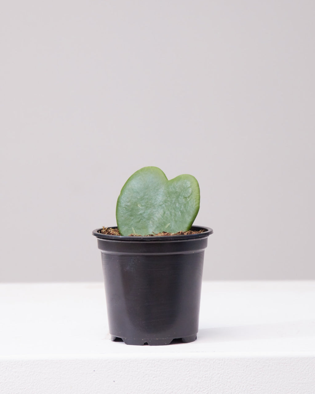 Hoya Heart: Hoya kerrii - 2.5 inch pot