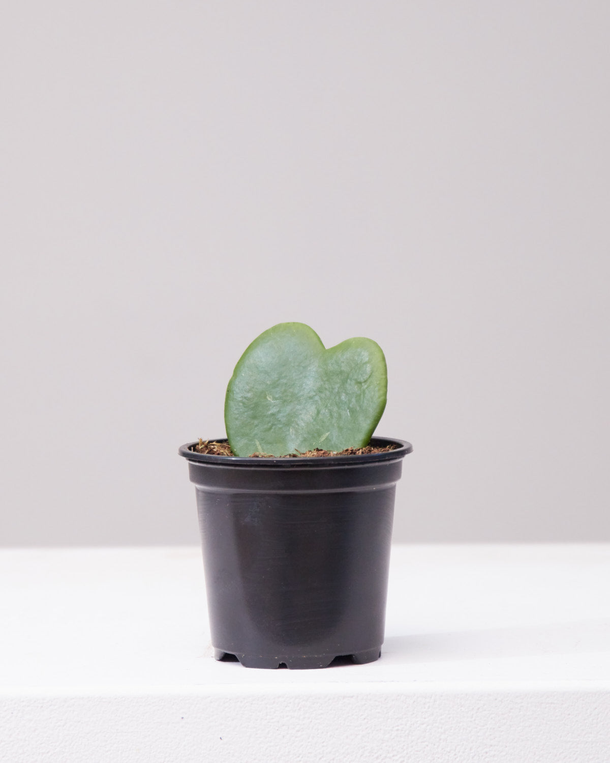 Hoya Heart: Hoya kerrii - 2.5 inch pot