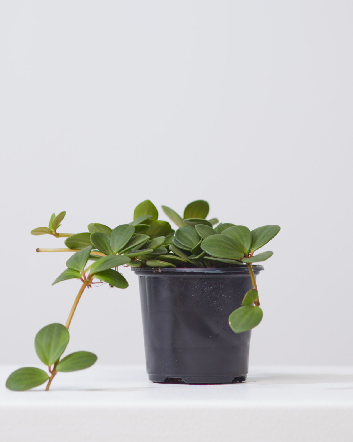 Peperomia Hope: Peperomia perciliata - 4 inch pot