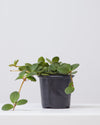 PEPEROMIA HOPE 4" Grower Pot