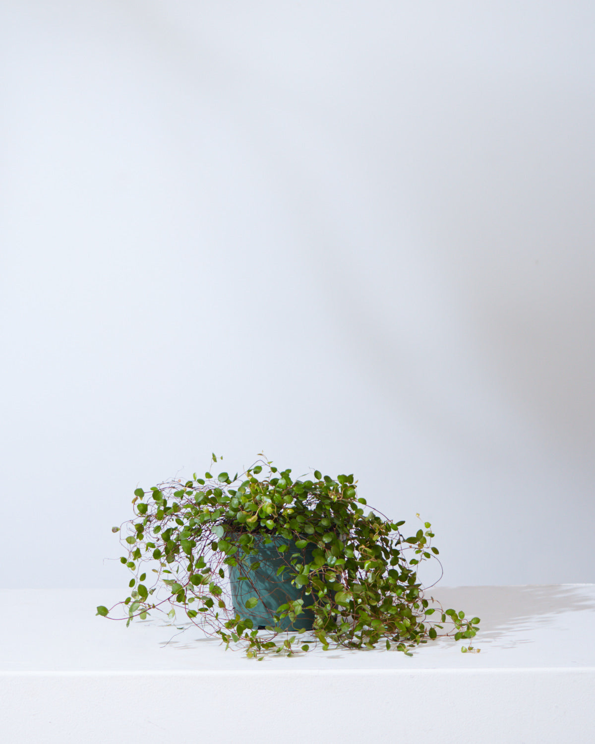 MUEHLENBACKIA 'WIRE VINE' 6" Grower Pot