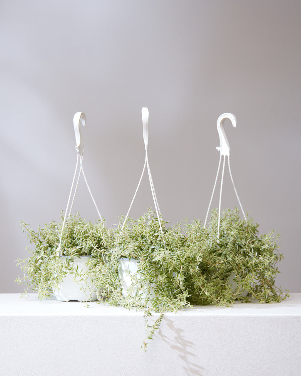 VARIEGATED SEDUM 6" HANGING BASKET