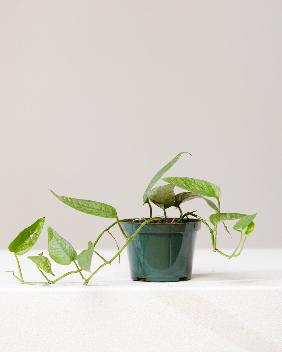 POTHOS CEBU BLUE 4" Grower Pot