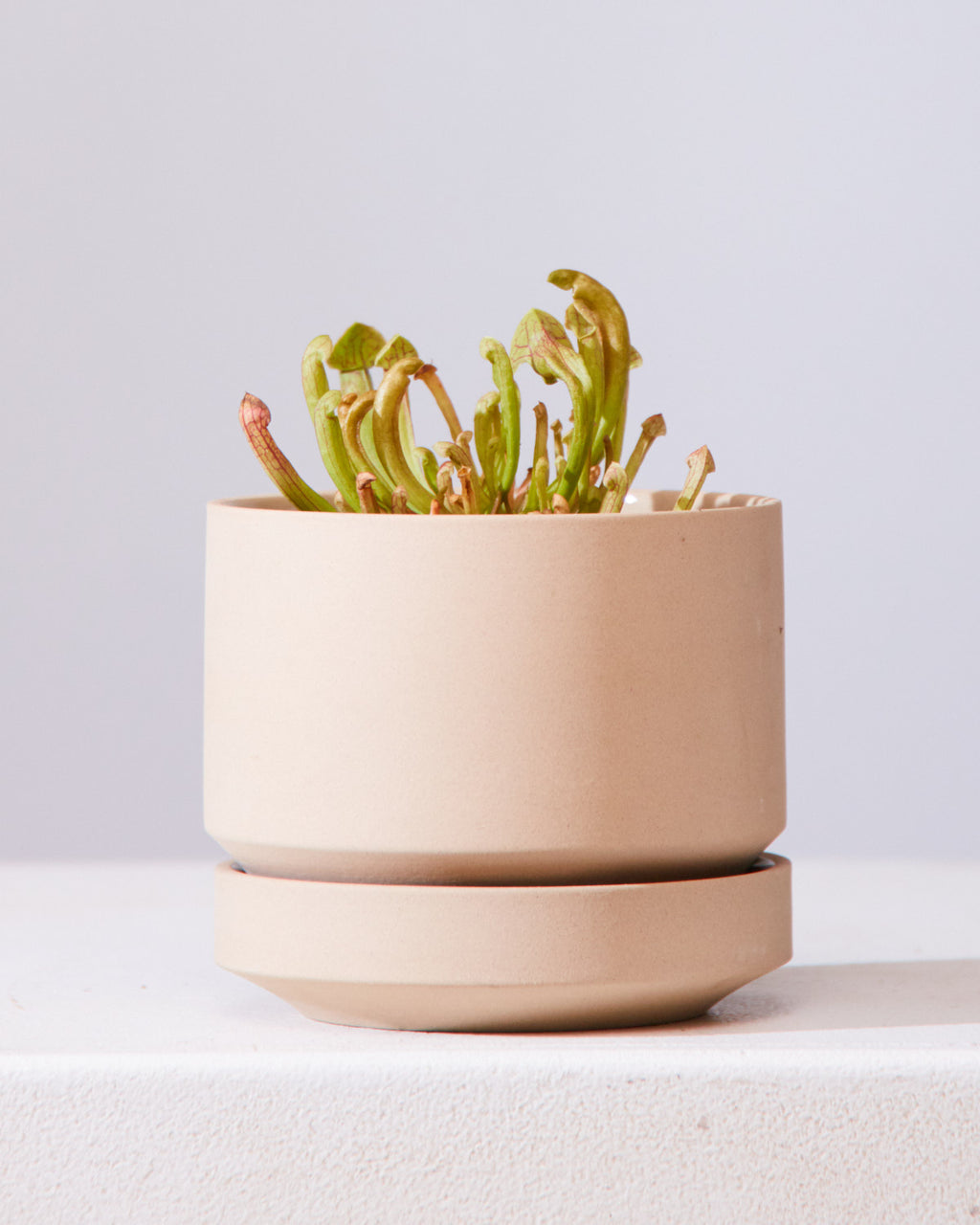 PITCHER PLANT 3.5" Grower Pot