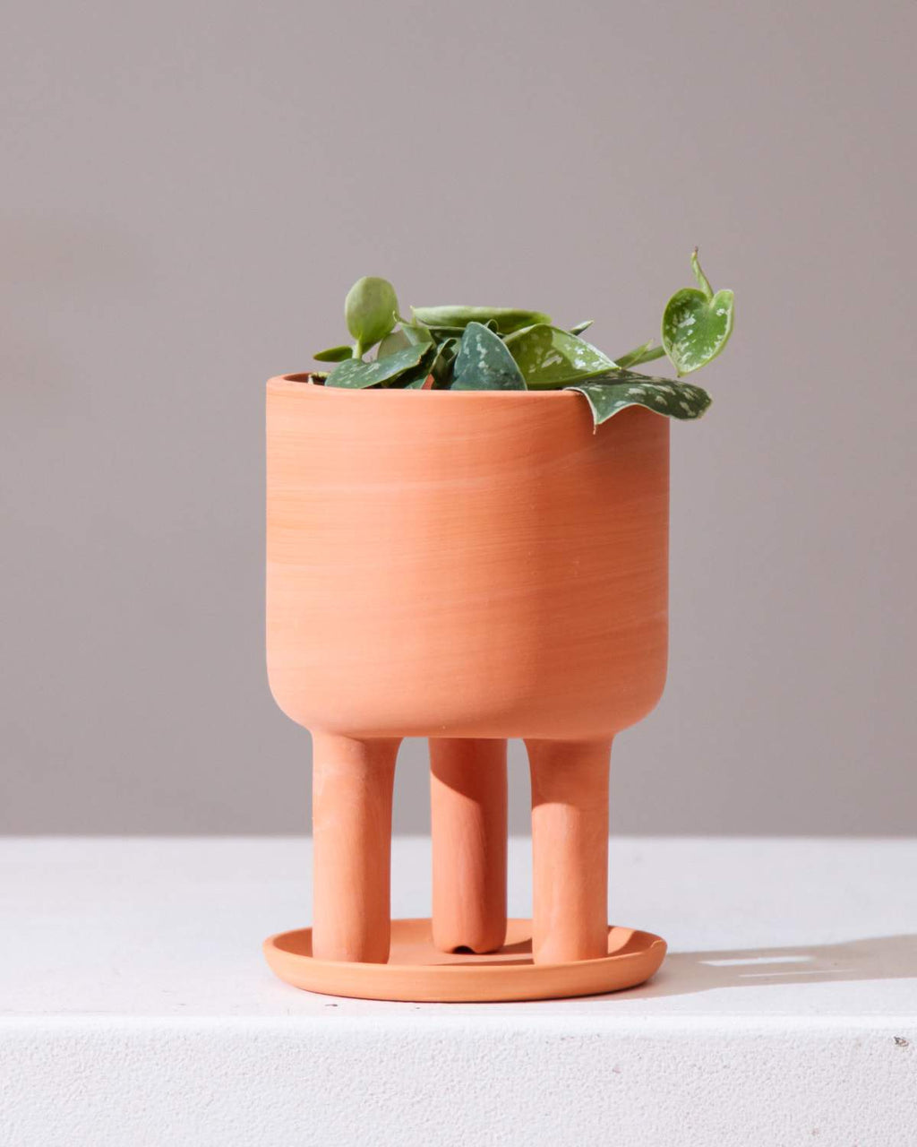 SCINDAPSUS 'ARGYAEUS' 4" Grower Pot
