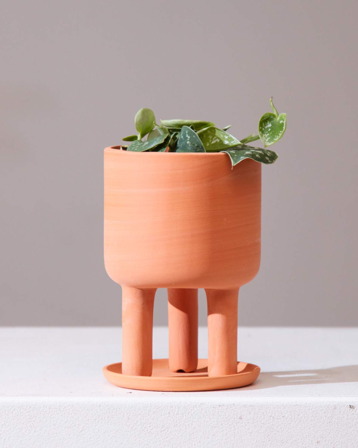 SCINDAPSUS 'ARGYAEUS' 4" Grower Pot