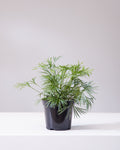 EYELASH FERN 4" Grower Pot
