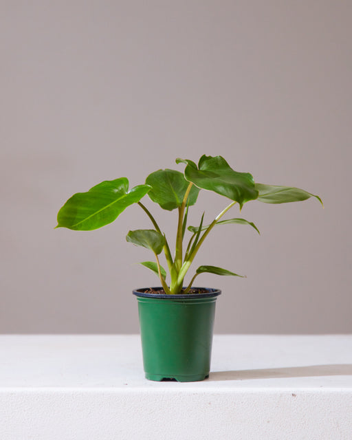 Burle Marx: Philodendron - 4 inch pot