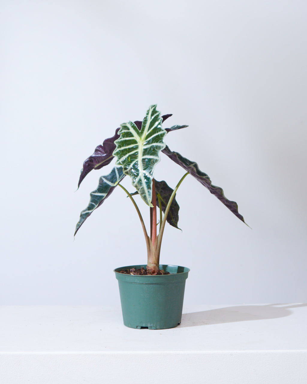 Polly Elephant Ear: Alocasia x amazonica - 6 inch pot