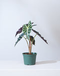 Polly Elephant Ear: Alocasia x amazonica - 6 inch pot