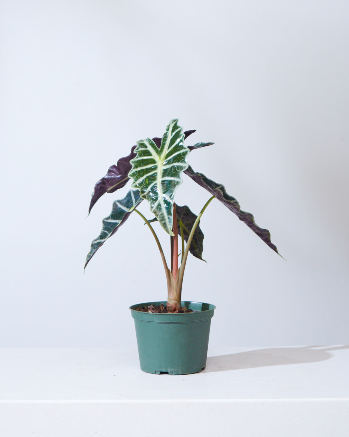 Polly Elephant Ear: Alocasia x amazonica - 6 inch pot