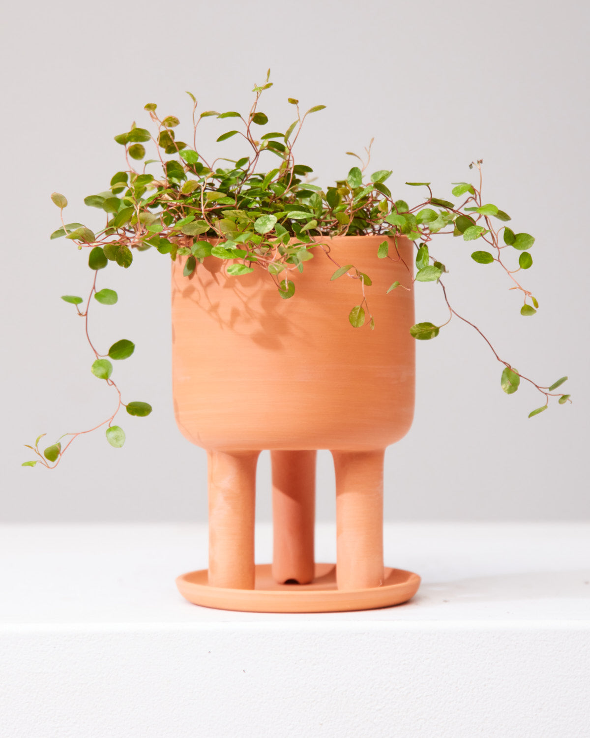 MUEHLENBACKIA 'WIRE VINE' 3.5" Grower Pot