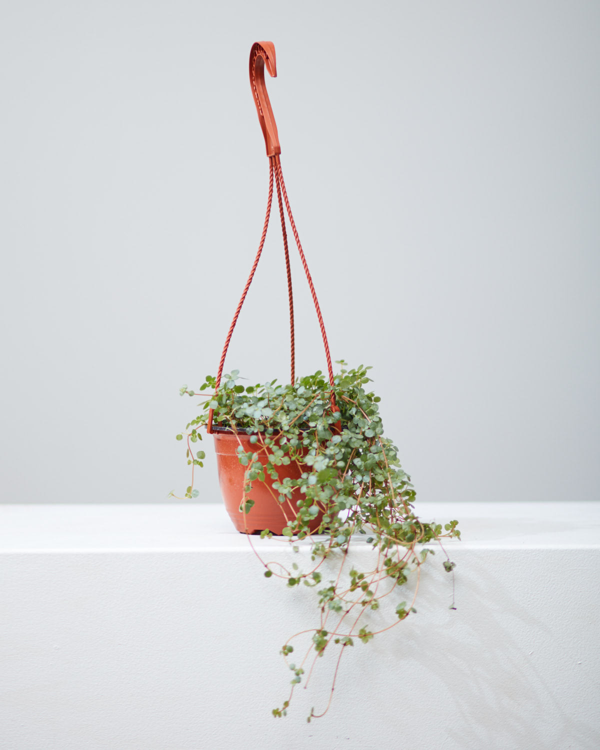 PILEA AQUAMARINE 'BLUE TEARS’ 6" HANGING BASKET