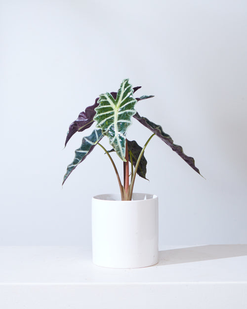 Polly Elephant Ear: Alocasia x amazonica - 6 inch pot